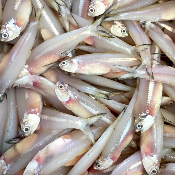 Anchovy Small , Indian /കൊഴുവ (Marine Line) 700g