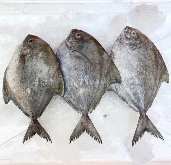 Black Pomfret / Avoli, ആവോലി (Tasty Nibbles ) 600g